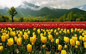 Honeymoon Special Kashmir 6D|5N
